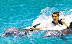 Dolphin Swim and Dunns River Falls