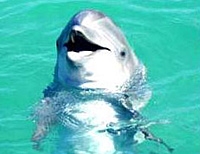 Dolphin Touch and Dunns River Falls