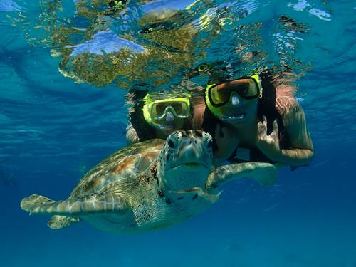 catamaran turtle snorkeling tour barbados